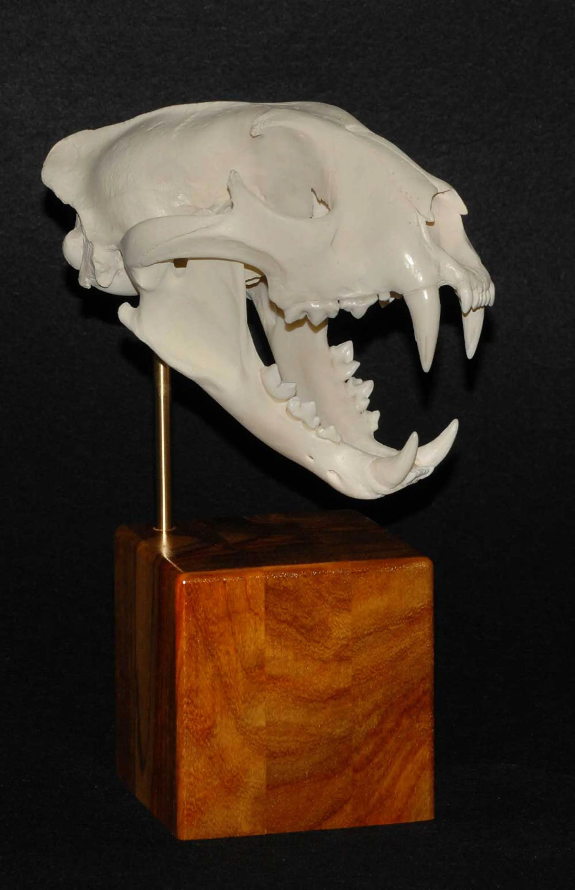 Skull Skull Mount — Highveld Taxidermists